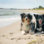 Hébergement de vacances Apfelgarten