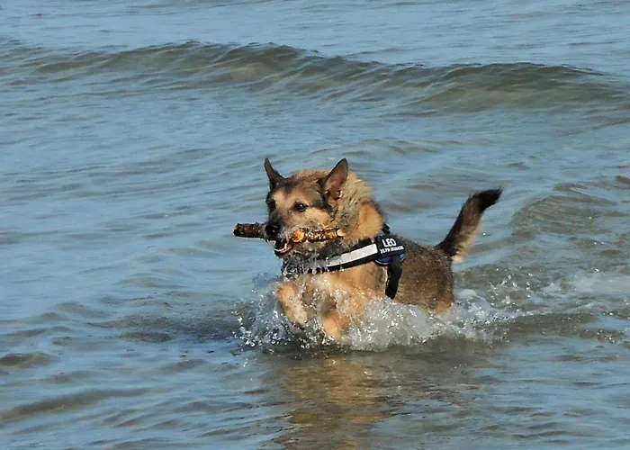 Apfelgarten Hattlundmoor